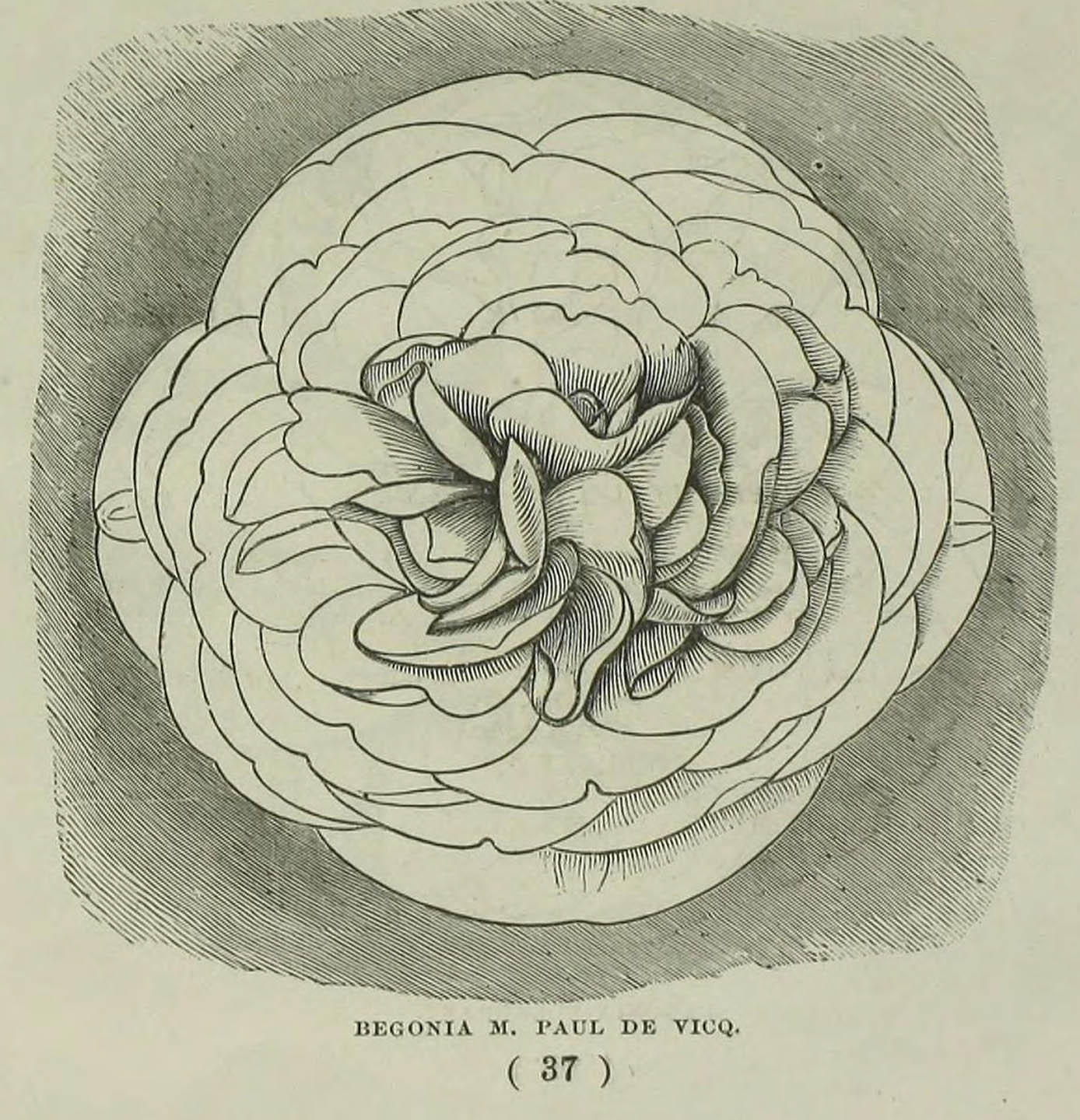 B. ‘M. Paul de Vicq’